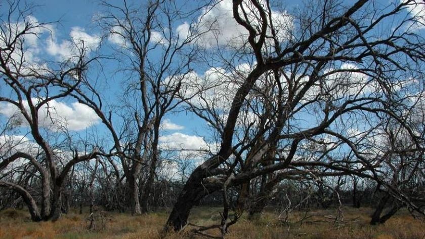 River red gums in the Macquarie Marshes are dying from lack of water.
