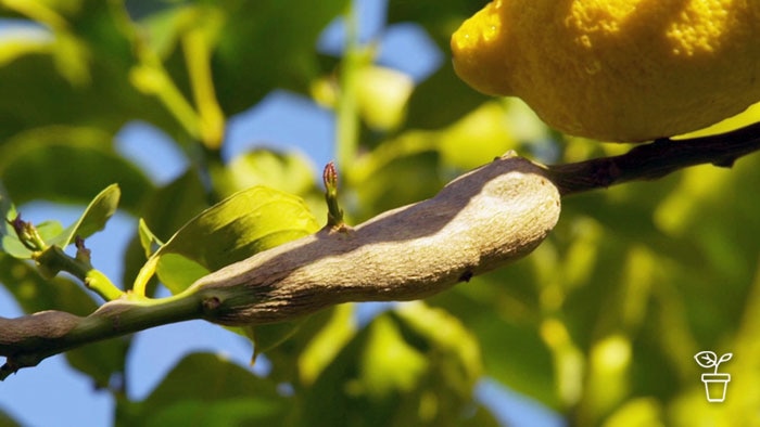 Large lumpy gall growth on branch of lemon tree