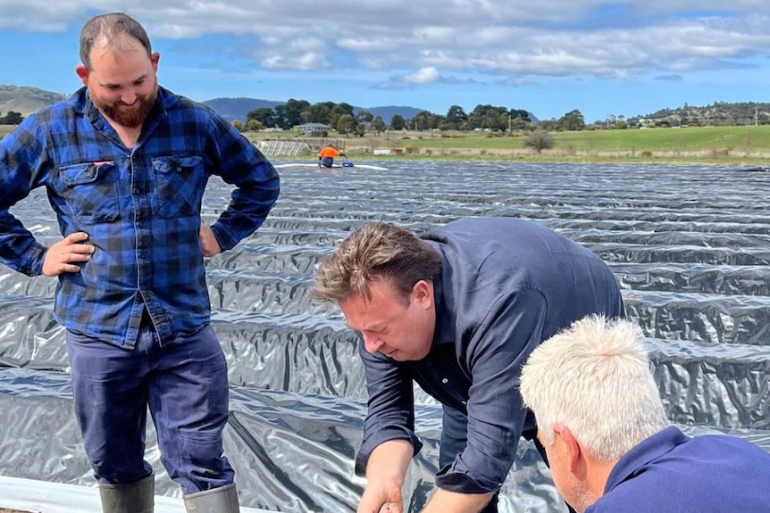 three men crouch down next to a mound of soil to dig out an asparagus spear