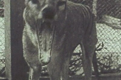 The search is on for the Tasmanian Tiger.