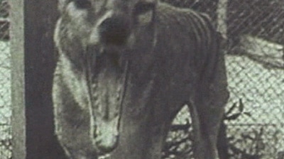 Scientists will make another attempt to clone the tasmanian tiger. (File photograph)