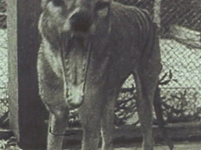 The search is on for the Tasmanian Tiger.