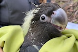 Close up of a cockatoo.