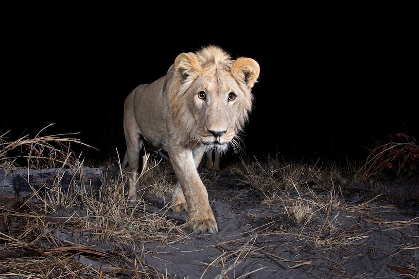 A lion is captured on film in Namibia using a camera trap