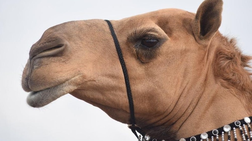 Camel with pendulous lips