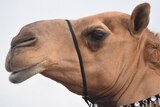Camel with pendulous lips