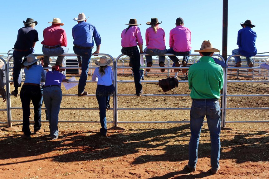 Spectators in bright coloured shirts watch the action from the fence at the Pilbara Livestock Handling Cup.