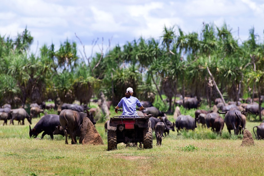 A woman on a quad bike, facing away from the camera, herding a herd of buffalo, with green palms trees in the background.