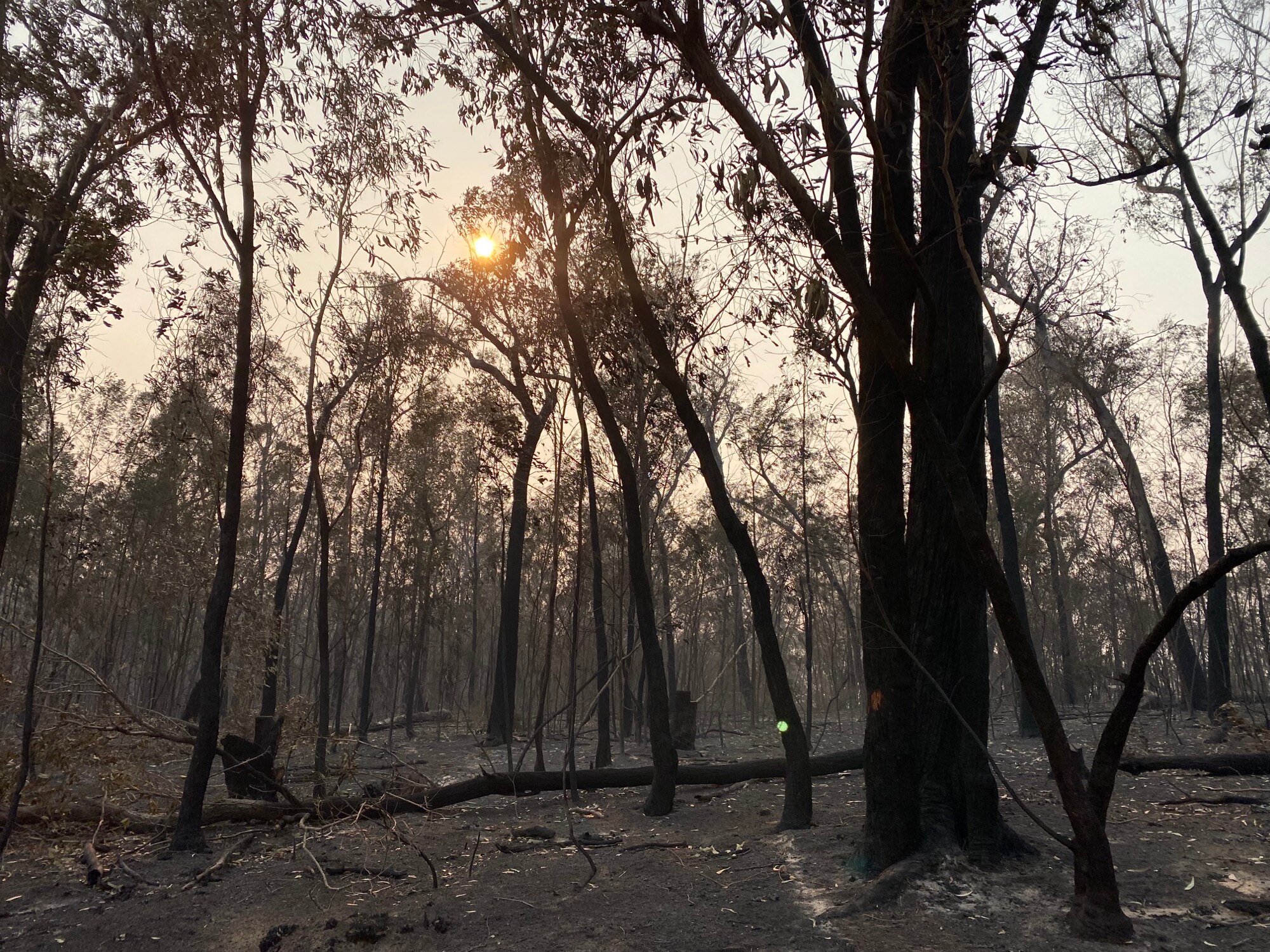 Trees and grass blackened in the aftermath of fires at Briagolong