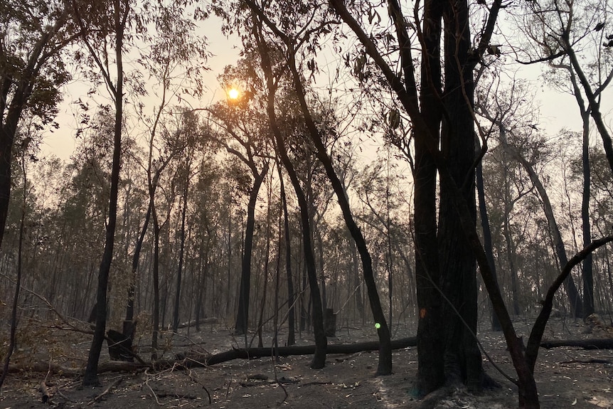 Trees and grass blackened in the aftermath of fires at Briagolong