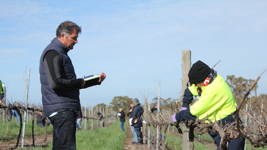 A man in a grey sweater and black beanie with clippers in hand inspects a grape vine.