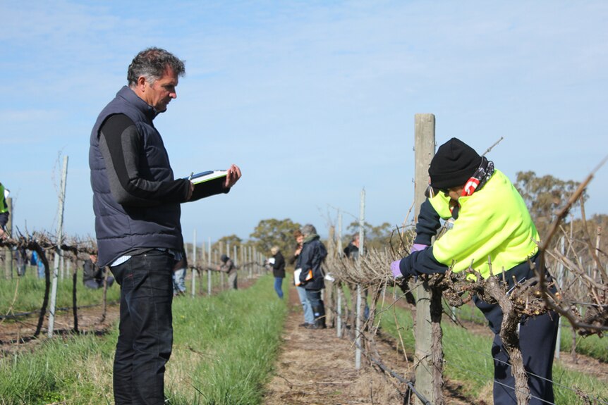 A man in a grey sweater and black beanie with clippers in hand inspects a grape vine.