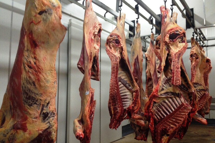 Beef carcasses hanging in an abattoir