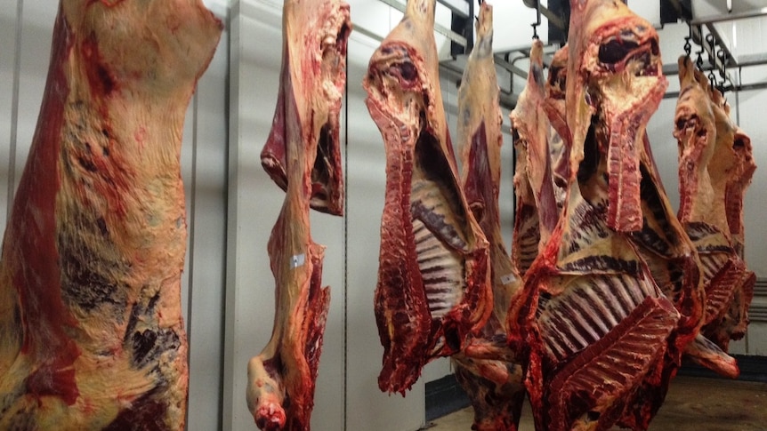 Beef carcasses hanging in abattoir