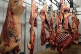 Beef carcasses hanging in abattoir