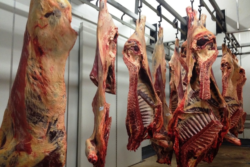 Beef carcasses hanging in abattoir