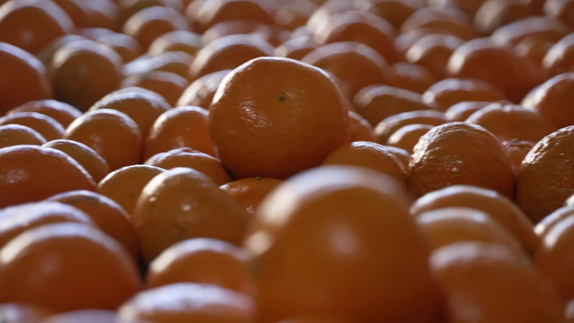 VIDEO: Citrus Exports: Citrus growers fight for greater access to U.S market - ABC News & Headlines – Australian Broadcasting Corporation