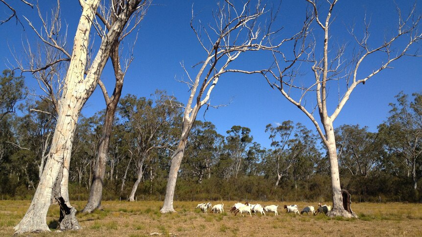 Boer goat herd