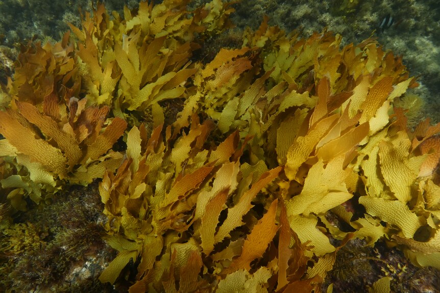 golden brown seaweed on the sea floor.