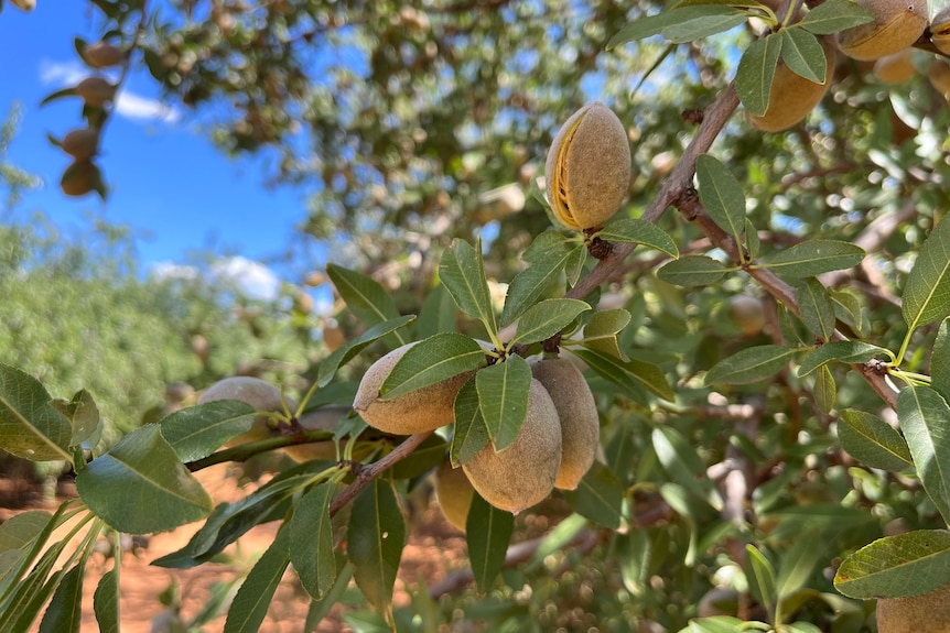 Four furry, green-yellow oblong almond shells growing on a branch