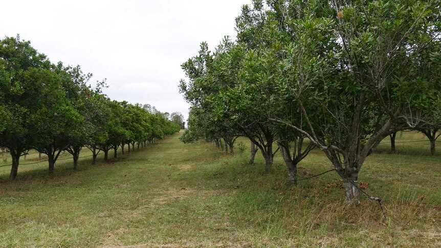 Two rows of lush macadamia trees with irrigation lines running down them. Short green grass grows between them.
