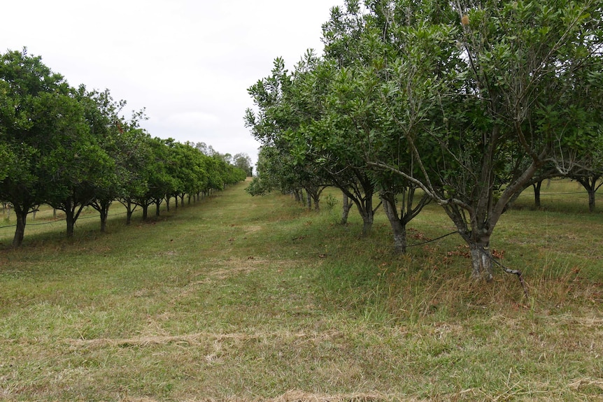 Two rows of lush macadamia trees with irrigation lines running down them. Short green grass grows between them.