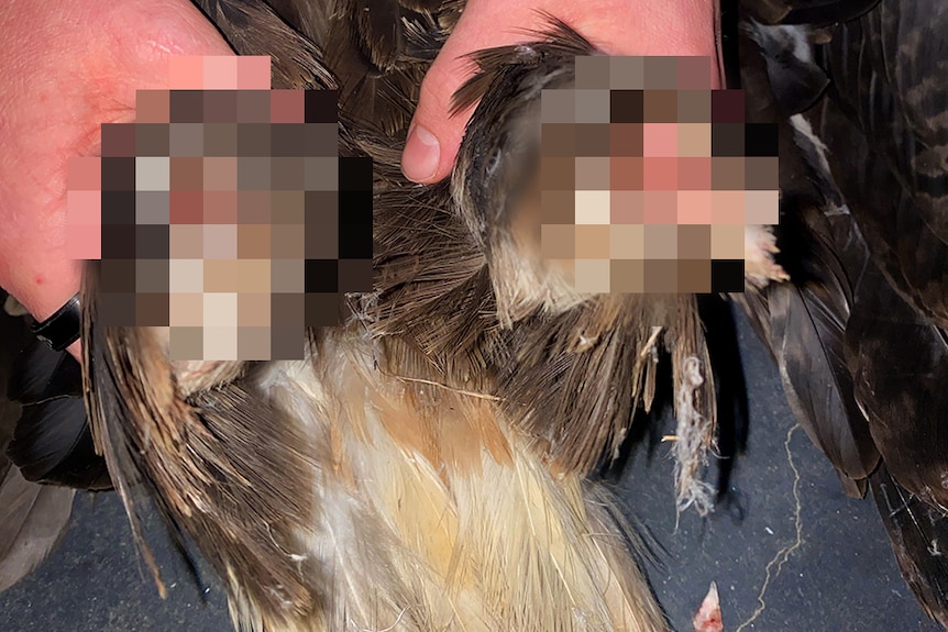 A person displaying a dead wedge-tailed eagle.