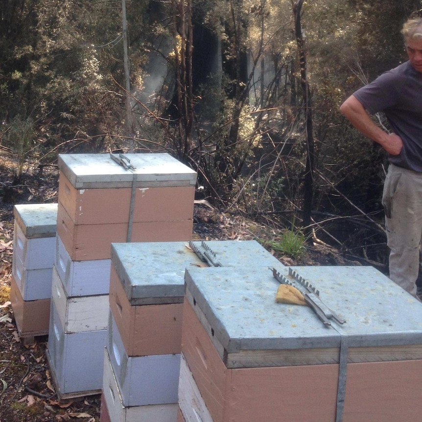 Bee hives in the Florentine Valley