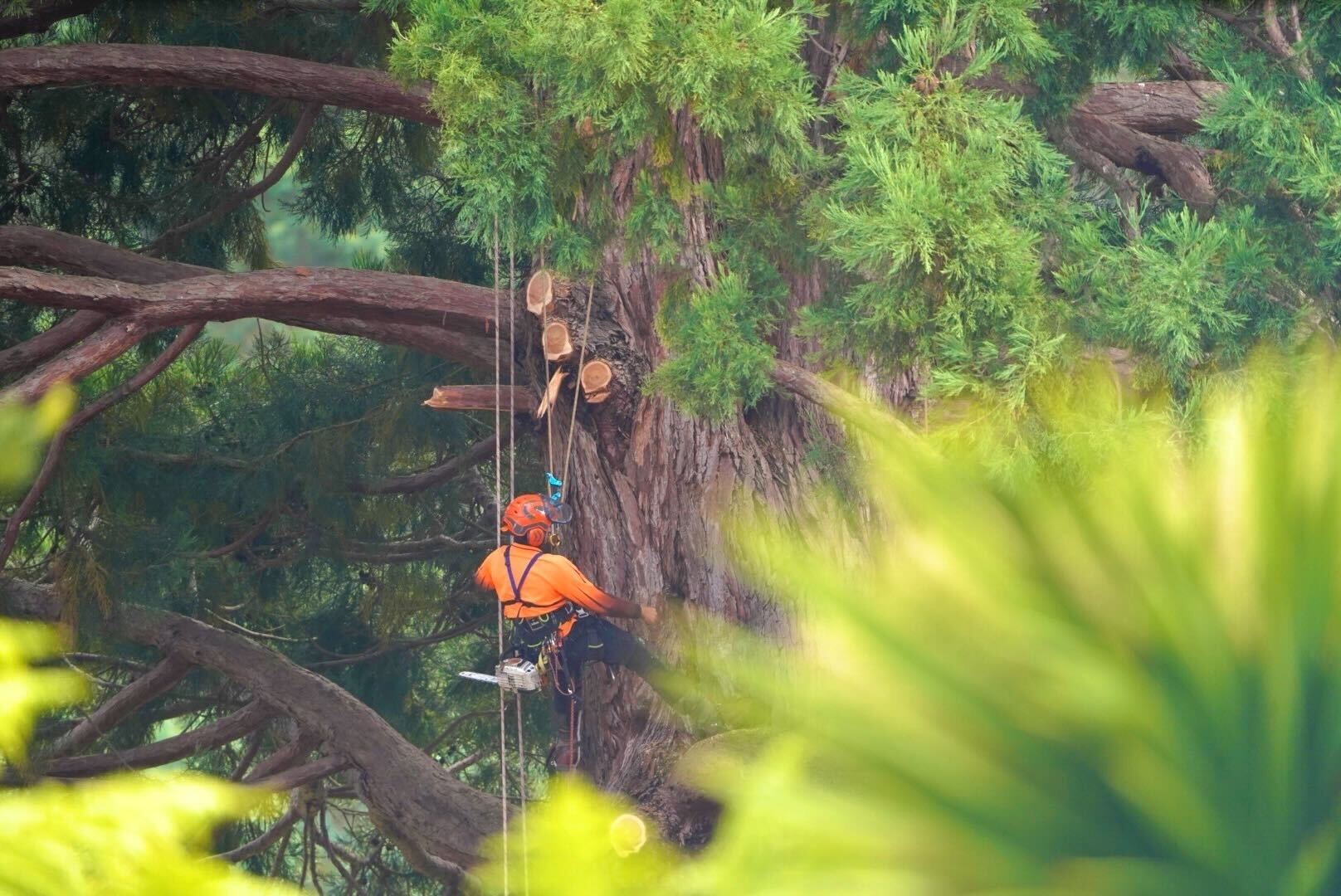 A person wearing bright orange up a tree cutting off limbs