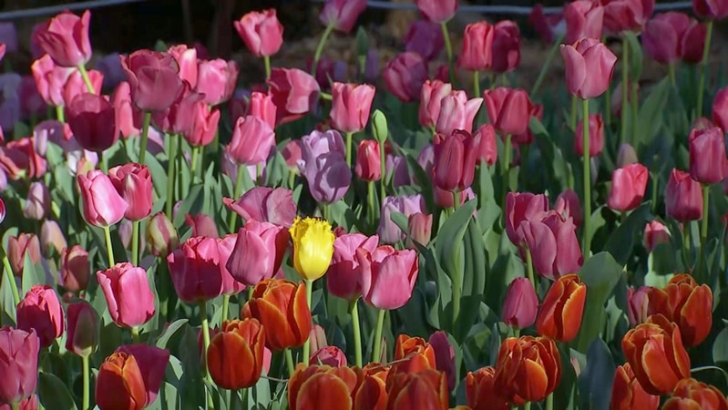 Pink purple red and one yellow tulip growing in garden bed