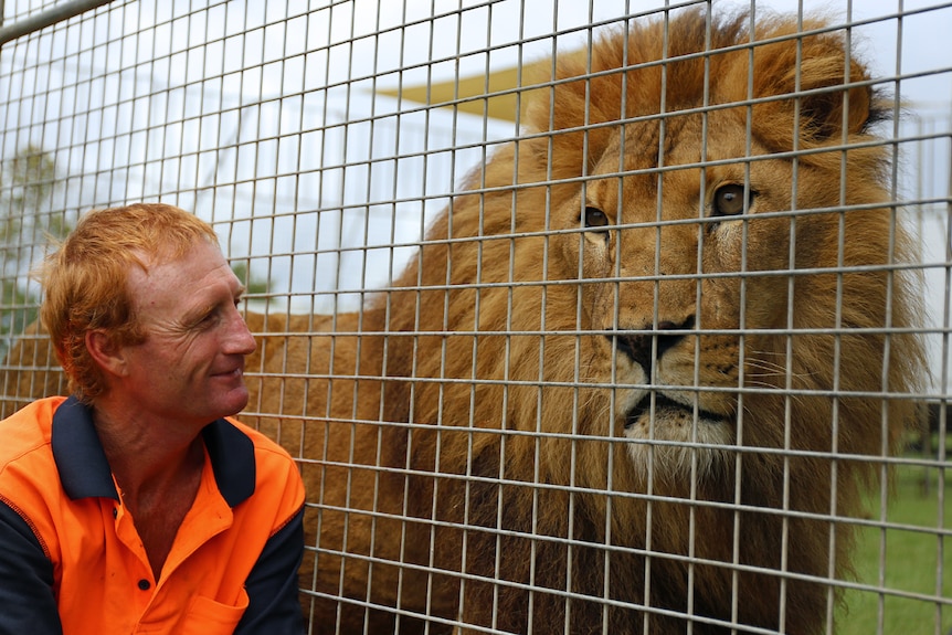 Lennon Bros Circus animal handler Rod Levy and lion
