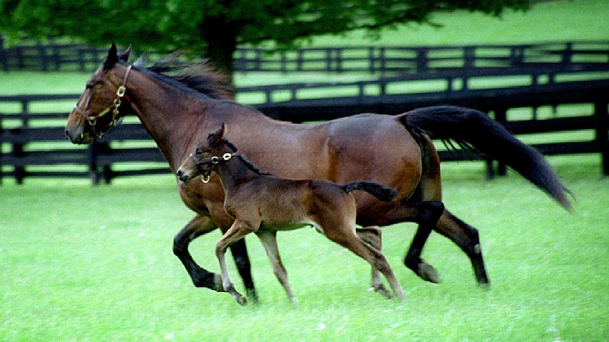 Mare and foal