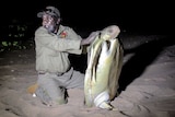 Garawa ranger Donald Bob holding a 96 centimetre flatback turtle for tagging on Gunnamulla beach, in the Gulf of Carpentaria.