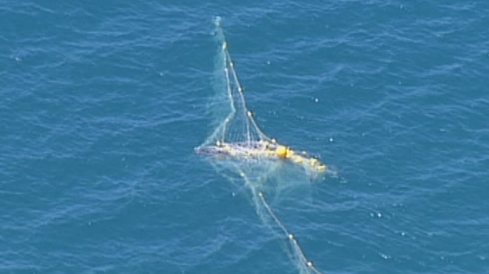 Whale trapped in shark nets