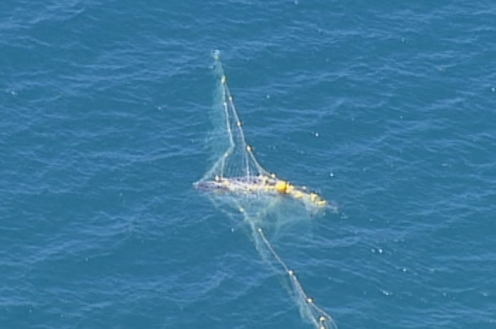 Whale trapped in shark nets