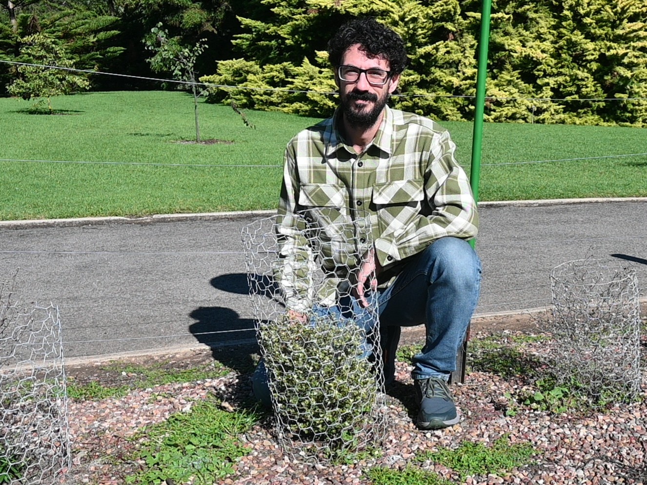A man next to a small flowering bush that has been surrounded by chicken wire