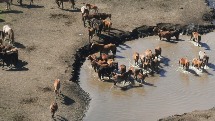 Aerial photo of horses walking across a muddy bank and into water.