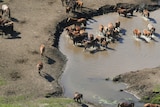 Aerial photo of horses walking across a muddy bank and into water.