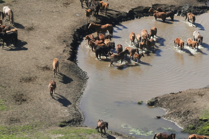 aerial photo of horses walking across a muddy bank and into water