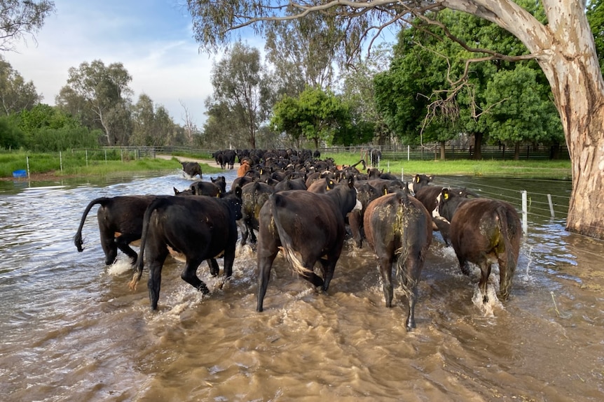 cows walking through water 