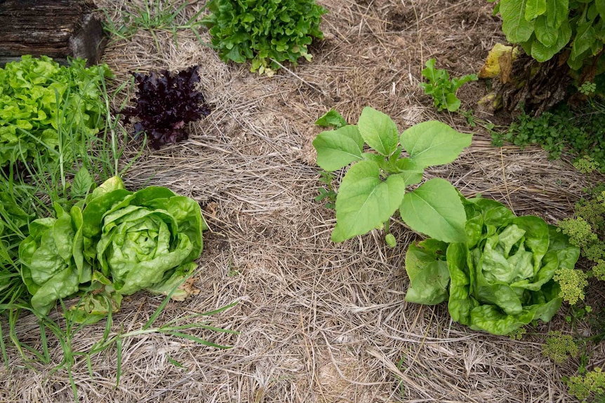 Lettuce grows in the island vegie patch.