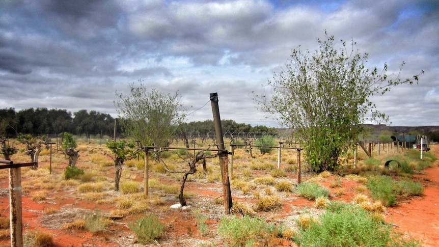 The Santa Teresa Orchard