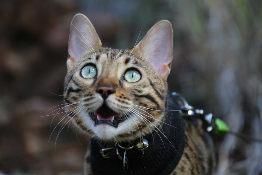 A cat with dark brown spots and wearing a black harness with a bell looks up at the camera.