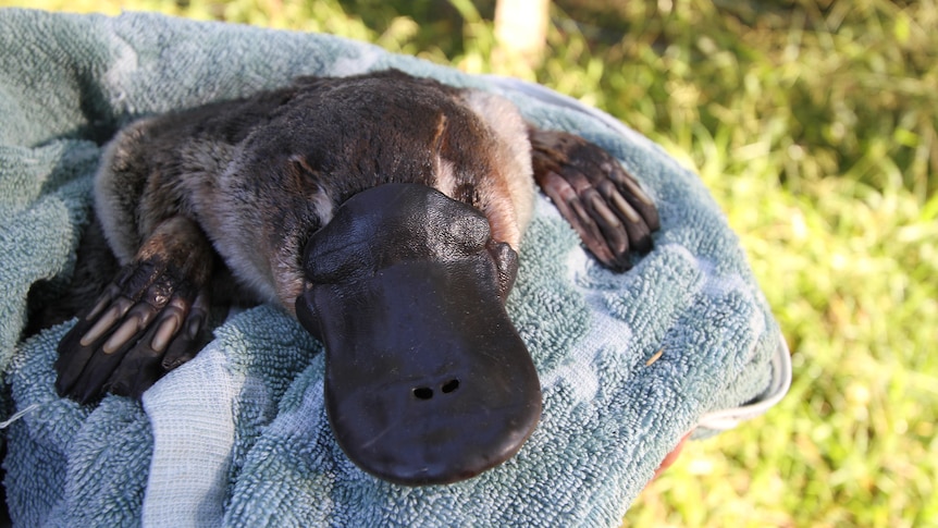 A platypus sitting on a blue towel 