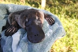 A platypus sitting on a blue towel 