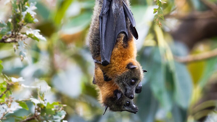 Two grey-headed flying foxes hanging from a tree