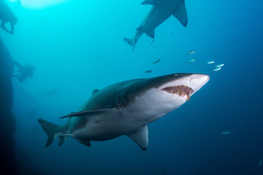 underneath shot of a pregnant grey nurse shark