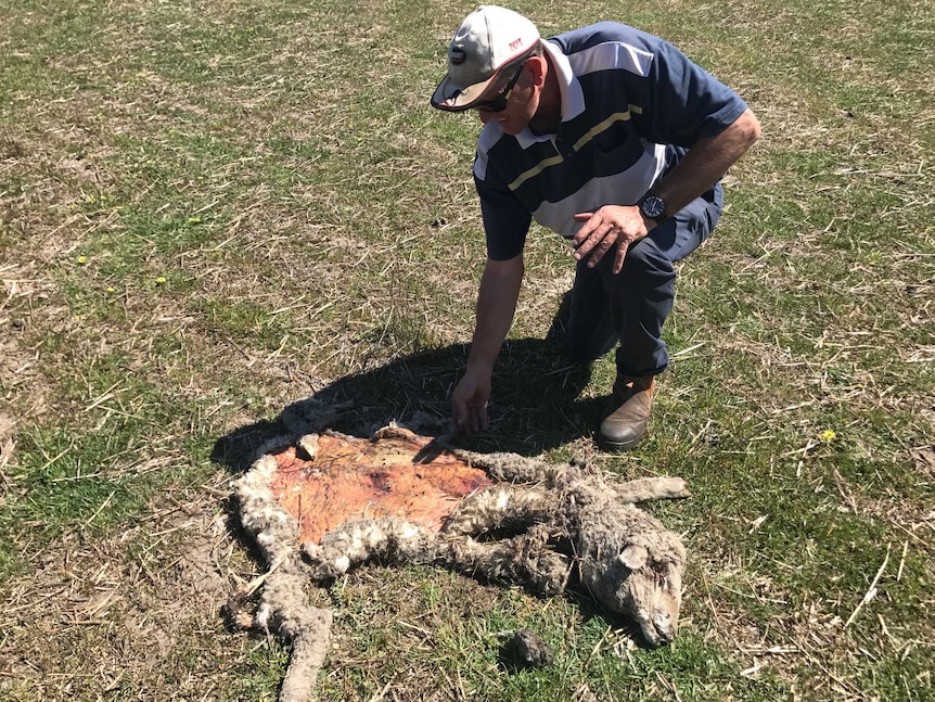 A sheep on a Gnowangerup farm that has been shot and butchered.
