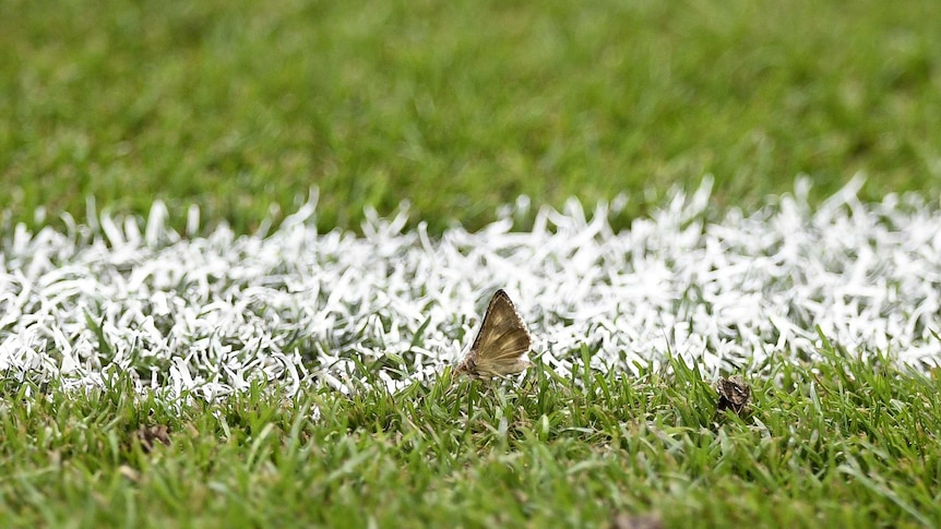 A moth on the Stade de Franc pitch ahead of the Euro 2016 final