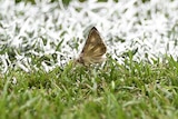 A moth on the Stade de Franc pitch ahead of the Euro 2016 final